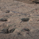 Estudio científico confirma que Bolivia alberga el mayor yacimiento de huellas de dinosaurios